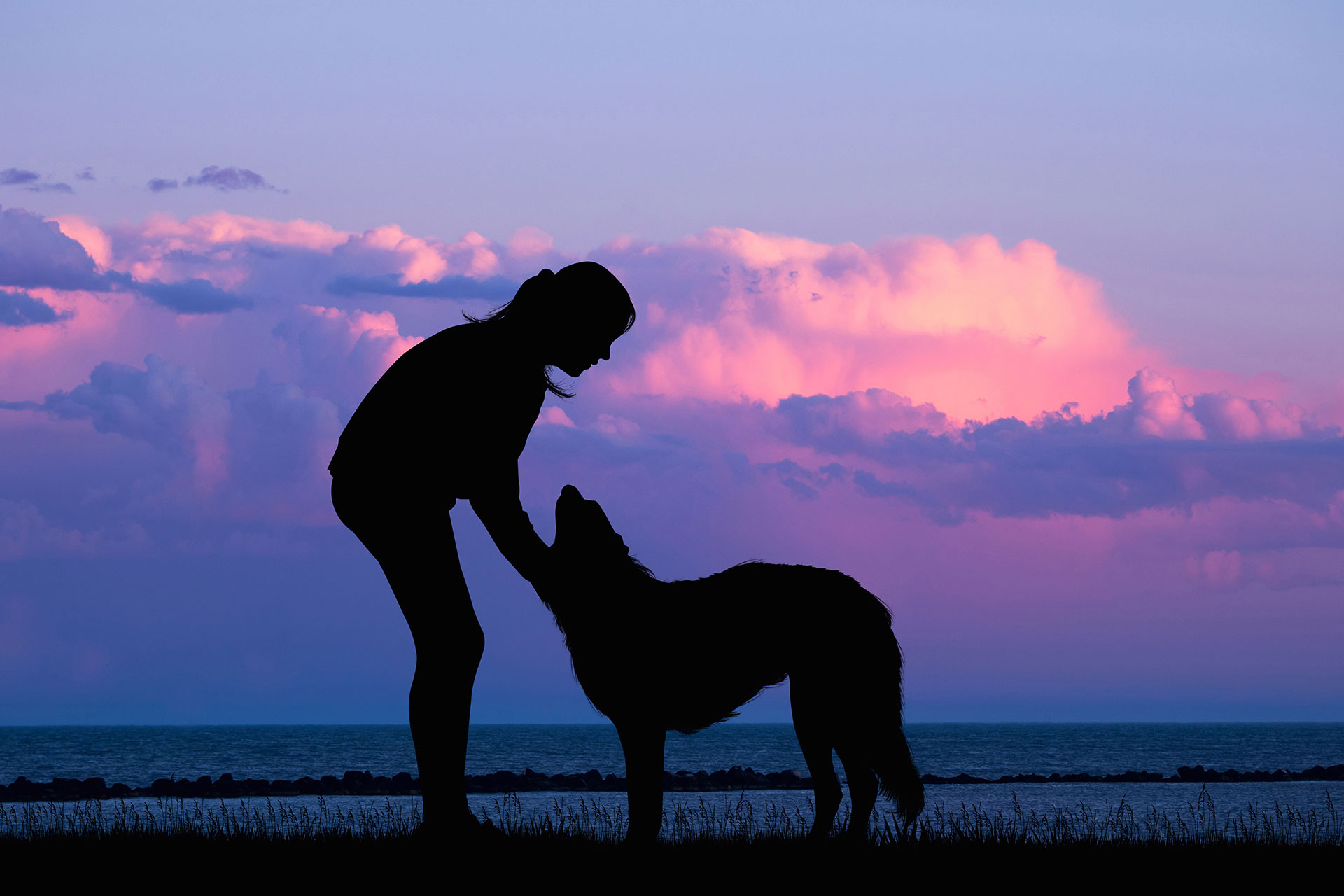 Ευθανασία σκύλου και γάτας στο σπίτι — Hold My Paw